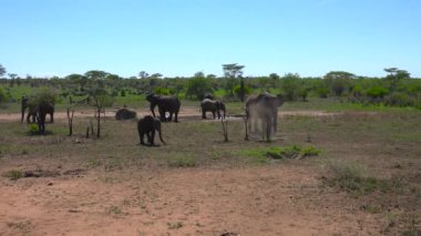 Afrika filleri. Safari - Afrika savana yolculuk. Tanzanya.