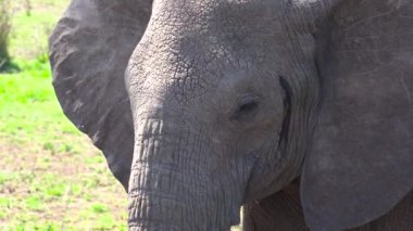 Afrika filleri. Safari - Afrika savana yolculuk. Tanzanya.