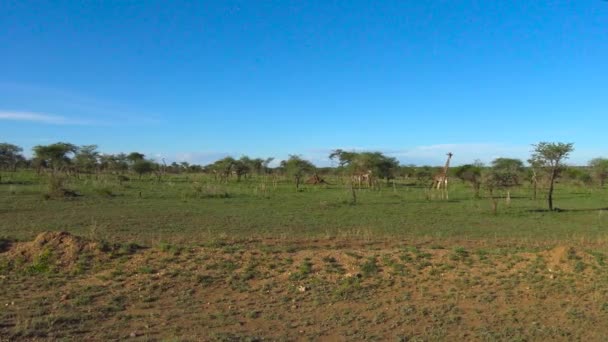 Africké žirafy. Safari - cesta přes africké savany. Tanzanie.