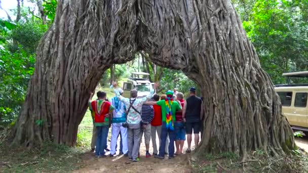 Unique tree - the arch on the slope of mount Meru. Safari - journey through the African Savannah. Tanzania. — Stock Video