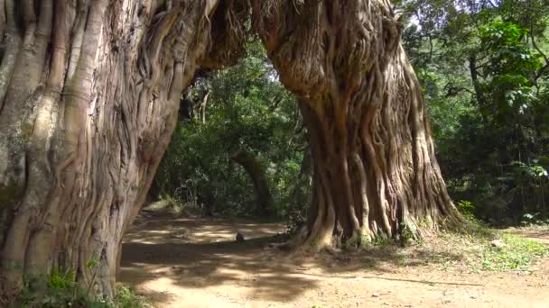 Unikátní strom - oblouk na svahu mount Meru. Safari - cesta přes africké savany. Tanzanie. — Stock video