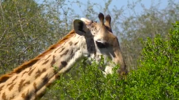 Africké žirafy. Safari - cesta přes africké savany. Tanzanie. — Stock video