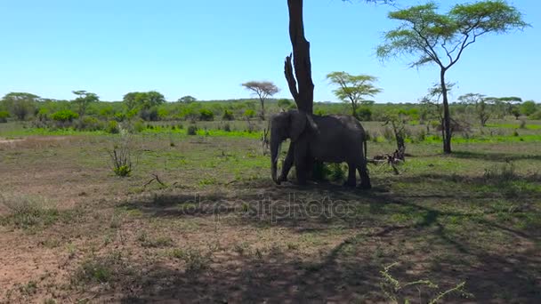 アフリカゾウ。サファリ - アフリカのサバンナを旅します。タンザニア. — ストック動画