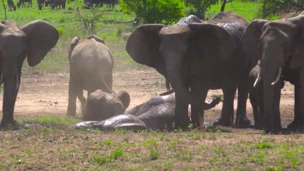 आफ्रिकन हत्ती. सफारी आफ्रिकन सॅव्हनाद्वारे प्रवास. टांझानिया . — स्टॉक व्हिडिओ