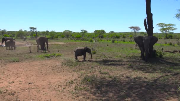Afrikanska elefanter. Safari - resa genom den afrikanska savannen. Tanzania. — Stockvideo