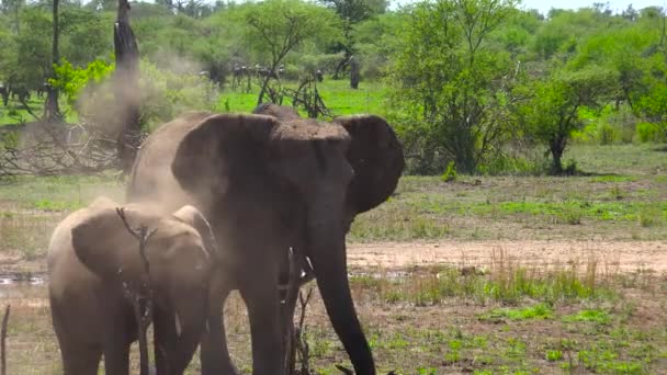 Des éléphants d'Afrique. Safari - voyage à travers la savane africaine. Tanzanie .