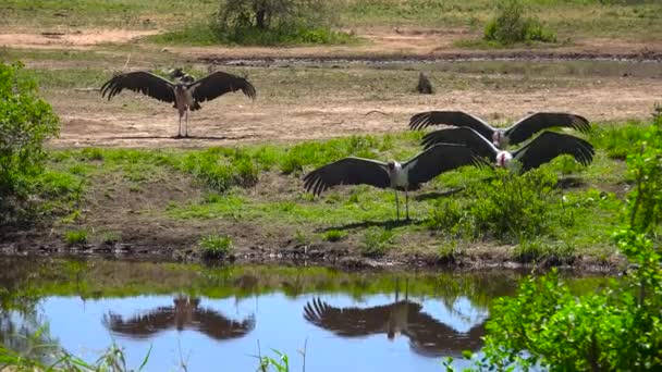 Marabou storkar. Safari - resa genom den afrikanska savannen. Tanzania. — Stockvideo