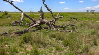 Afrika Aslanları. Safari - Afrika savana yolculuk. Tanzanya.