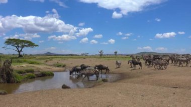 Zebra ve antilop sürüsü. Safari - Afrika savana yolculuk. Tanzanya.
