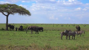 Zebra, filler ve antilop sürüsü. Safari - Afrika savana yolculuk. Tanzanya.
