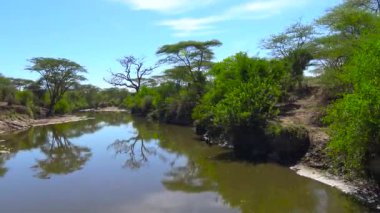 Safari - Afrika savana yolculuk. Tanzanya.