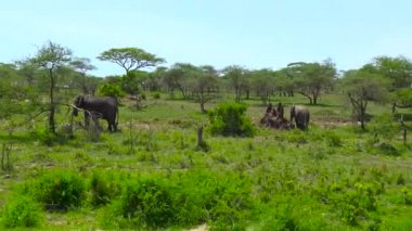 Afrika filleri. Safari - Afrika savana yolculuk. Tanzanya.