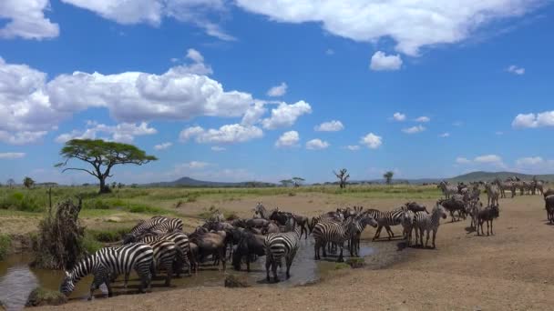 Stado Zebra i GNU. Safari - podróż przez afrykańskiej sawanny. Tanzania. — Wideo stockowe