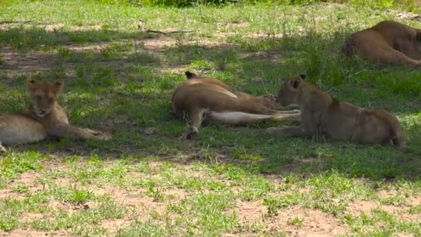 Afrikai oroszlánok. Safari - utazás az afrikai szavanna. Tanzánia. — Stock videók