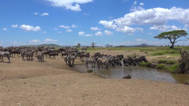Uma manada de Zebra e gnus. Safari - viagem pela Savannah Africana. Tanzânia . — Vídeo de Stock