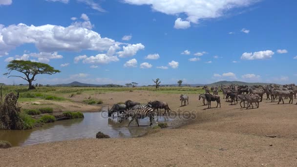 Un branco di Zebra e gnu. Safari - viaggio attraverso la Savana africana. Tanzania . — Video Stock