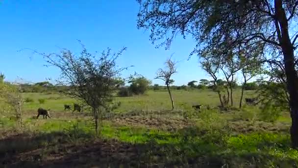 L'osservazione di un branco di babbuini. Safari - viaggio attraverso la Savana africana. Tanzania . — Video Stock