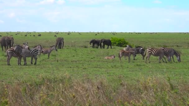 シマウマ、ゾウ、ヌーの群れ。サファリ - アフリカのサバンナを旅します。タンザニア. — ストック動画