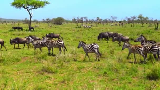 Un troupeau de zèbres et de gnous. Safari - voyage à travers la savane africaine. Tanzanie . — Video