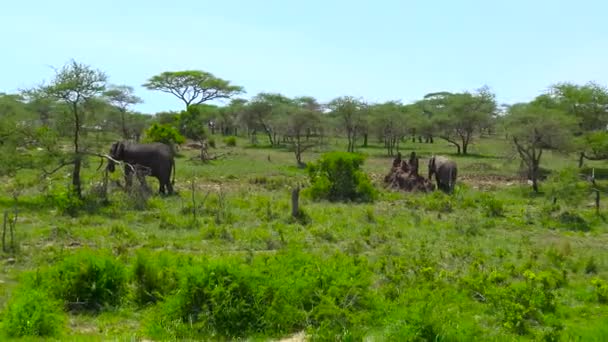 Afrikanska elefanter. Safari - resa genom den afrikanska savannen. Tanzania. — Stockvideo