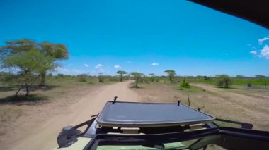 Zebra ve antilop sürüsü. Safari - Afrika savana yolculuk. Tanzanya.