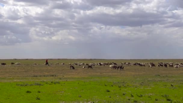 La manada de animales domésticos de la tribu Masai. Safari - viaje a través de la sabana africana. Tanzania . — Vídeo de stock