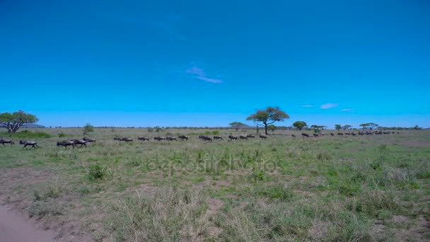 Een kudde Zebra en gnoes. Safari - reis door de Afrikaanse savanne. Tanzania. — Stockvideo