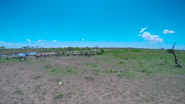 Een kudde Zebra en gnoes. Safari - reis door de Afrikaanse savanne. Tanzania. — Stockvideo