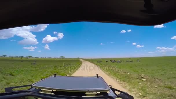 一群斑马和羚羊。野生动物园-非洲大草原之旅。坦桑尼亚. — 图库视频影像