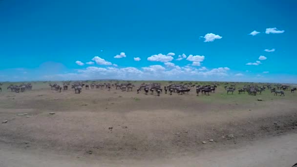 En besättning med Zebra och GNU. Safari - resa genom den afrikanska savannen. Tanzania. — Stockvideo