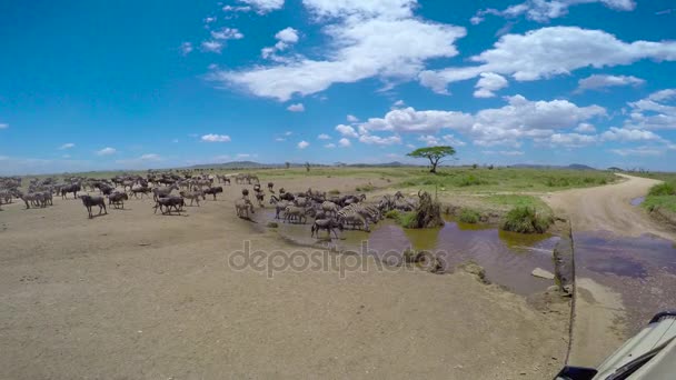 Egy állomány, Zebra és GNÚ. Safari - utazás az afrikai szavanna. Tanzánia. — Stock videók
