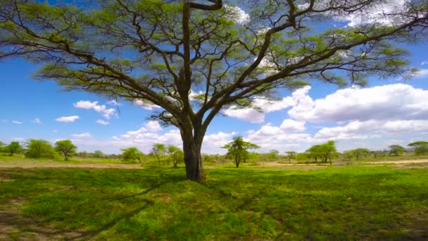 Paraguas acacia. Safari - viaje a través de la sabana africana. Tanzania . — Vídeos de Stock