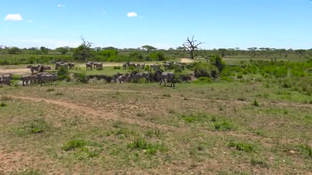 Uma manada de Zebra e gnus. Safari - viagem pela Savannah Africana. Tanzânia . — Vídeo de Stock