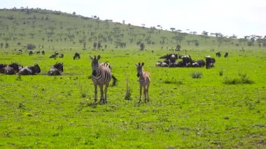 Zebra ve antilop sürüsü. Safari - Afrika savana yolculuk. Tanzanya.