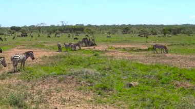 Zebra ve antilop sürüsü. Safari - Afrika savana yolculuk. Tanzanya.