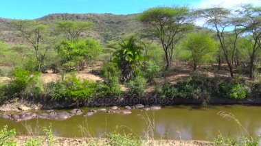 Suaygırları nehir kurutma içinde. Safari - Afrika savana yolculuk. Tanzanya.