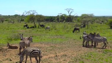 Zebra ve antilop sürüsü. Safari - Afrika savana yolculuk. Tanzanya.