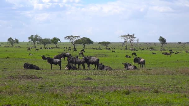 Egy állomány, Zebra és GNÚ. Safari - utazás az afrikai szavanna. Tanzánia. — Stock videók