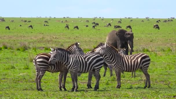 Eine Herde Zebras, Elefanten und Gnus. Safari - Reise durch die afrikanische Savanne. Tansania. — Stockvideo
