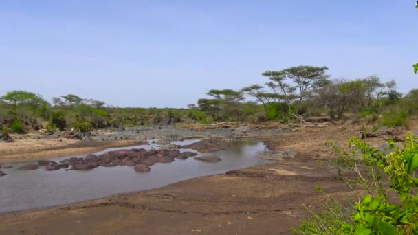 Flodhästar i uttorkningen av floden. Safari - resa genom den afrikanska savannen. Tanzania. — Stockvideo