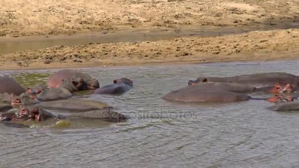 Hipopótamos en el secado del río. Safari - viaje a través de la sabana africana. Tanzania . — Vídeo de stock