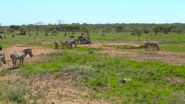 Uma manada de Zebra e gnus. Safari - viagem pela Savannah Africana. Tanzânia . — Vídeo de Stock