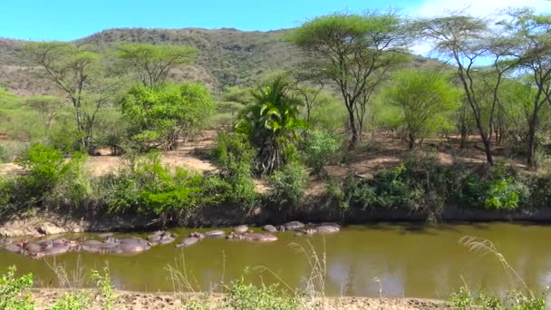 Hippos in the drying up of the river. Safari - journey through the African Savannah. Tanzania. — Stock Video