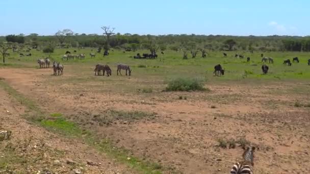 Stado Zebra i GNU. Safari - podróż przez afrykańskiej sawanny. Tanzania. — Wideo stockowe