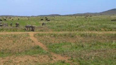 Zebra ve antilop sürüsü. Safari - Afrika savana yolculuk. Tanzanya.