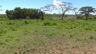 Zebra ve antilop sürüsü. Safari - Afrika savana yolculuk. Tanzanya.