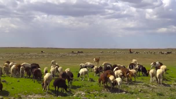 国内动物群马赛部落。野生动物园-非洲大草原之旅。坦桑尼亚. — 图库视频影像