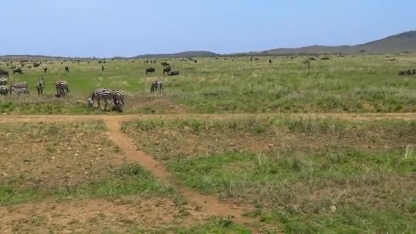 Un branco di Zebra e gnu. Safari - viaggio attraverso la Savana africana. Tanzania . — Video Stock
