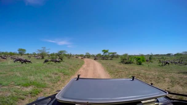 Egy állomány, Zebra és GNÚ. Safari - utazás az afrikai szavanna. Tanzánia. — Stock videók