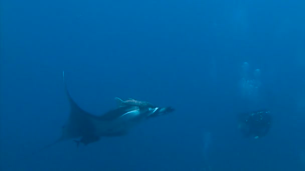 Mergulho incrível com os grandes raios de manta ao largo da ilha de Socorro no Oceano Pacífico. México . — Vídeo de Stock